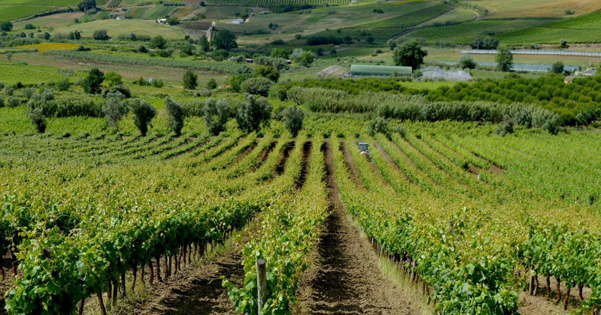 Wine tasting at the Team Building Wine Tasting, Portugal’s West region