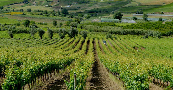 Team building de vinho